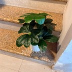 Chậu cây giả để bàn kim ngân lượng